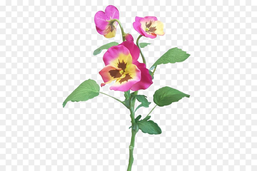 Famiglia rosa Viola fiori recisi, Pianta, stelo, Petalo - viola
