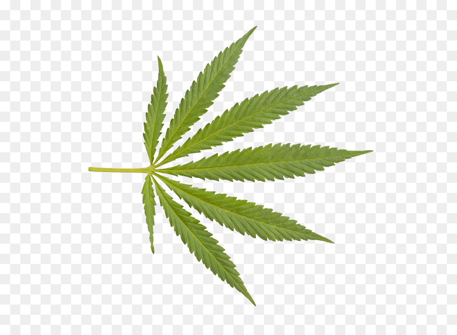 Cannabis sativa Droga Clip art - canapa