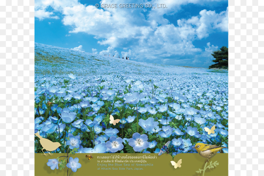 Carta Collina di Miharashi Baby blue eyes Calendario 里の家 - invito a nozze biglietto di auguri fiore