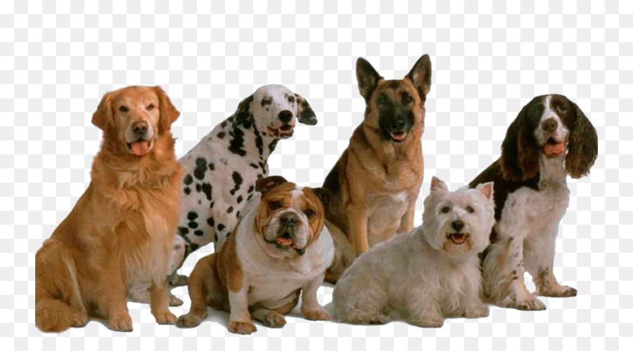 Hund-Genetik-Genetische Vielfalt-Artenvielfalt-Pet - Hund