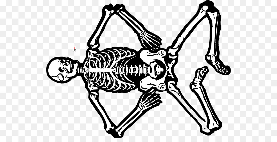 Scheletro umano Anatomia corpo Umano, Cranio - scheletro di uomo