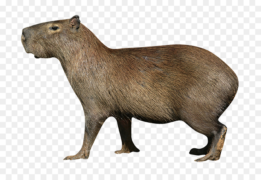 Capybara Hirsch Nagetier Northern Pudu Stock Fotografie - Hirsch