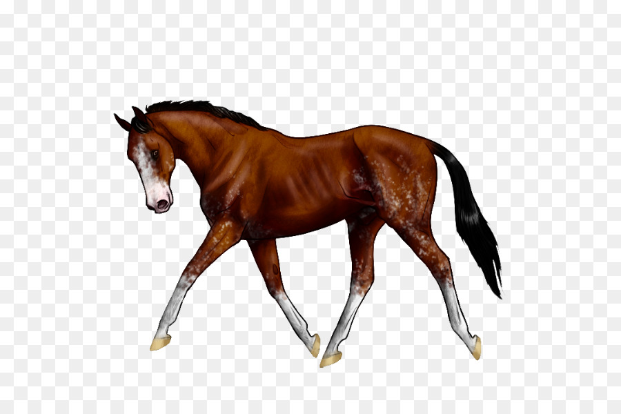 Stallone Puledro Sfogo Colt Equestre - mustang