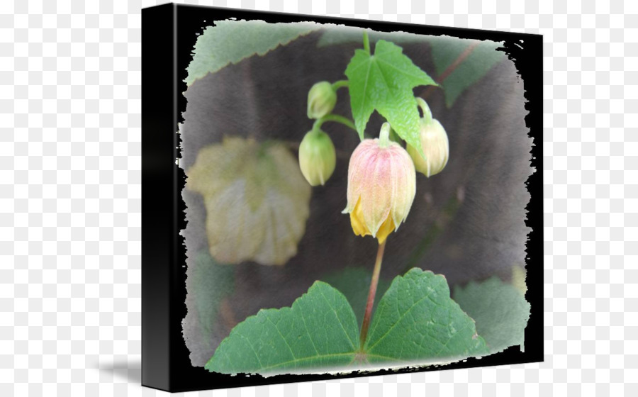 Pianta a fioritura Wildflower - lanterna in genere