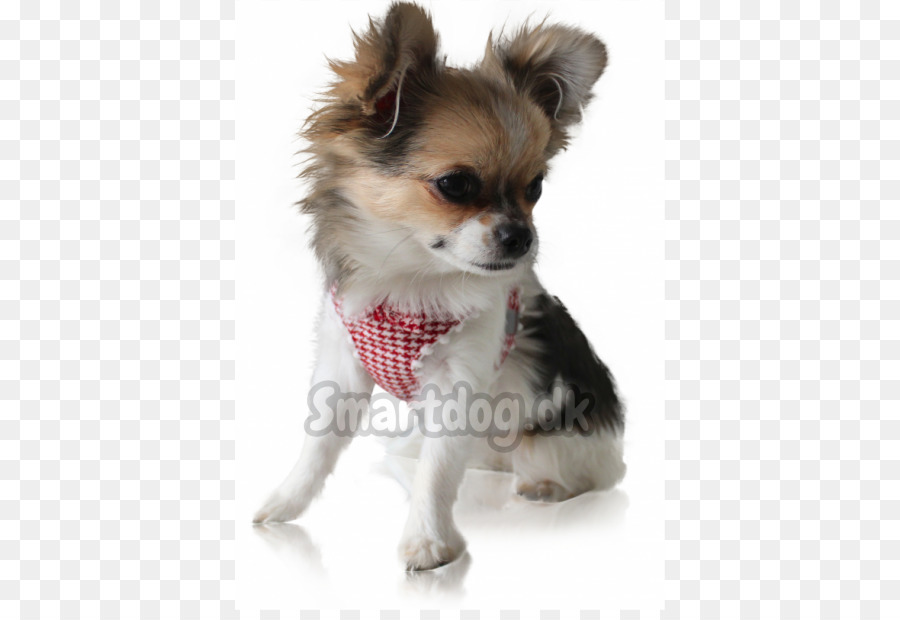 Con chó Con Chó Chihuahua giống con chó Đồng Đồ con chó - con chó con