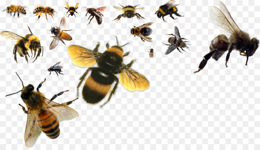 Honigbiene Hummel - Biene