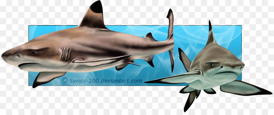 Tiger shark Requiem Haie Marine Biologie - Riffhai