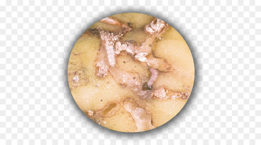 Di patate, Phthorimaea operculella Apple Tubero Parassiti di patate - patate