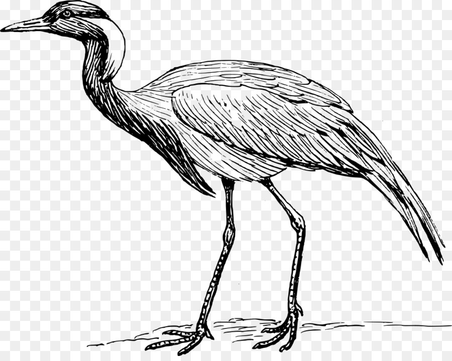 Mandschurenkranich Bird Heron Demoiselle Crane - Kran
