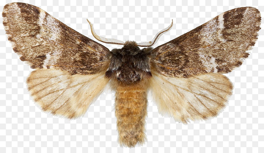 Bàn chân bướm Apamea Côn trùng Cucullia eulepis Brown nhà moth - côn trùng