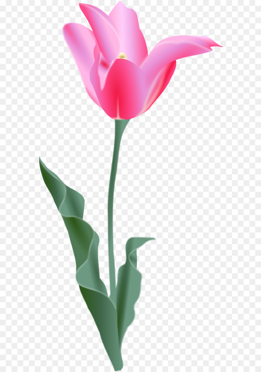 Tulip Flower Clip art - Tulipano