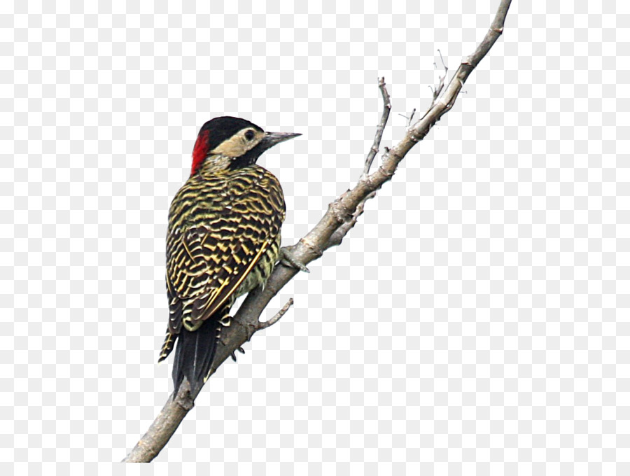 Sfarfallio Del Nord Picchio, Uccello Fringuelli - uccello di legno