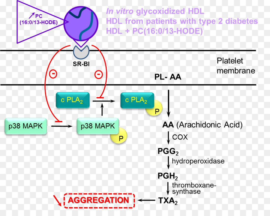 High density lipoprotein Arachidonsäure Phospholipid Platelet Fettsäure - andere