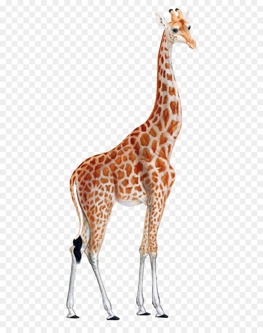 Giraffe Drucken Tier drucken Druckgrafik Kunst - Giraffe