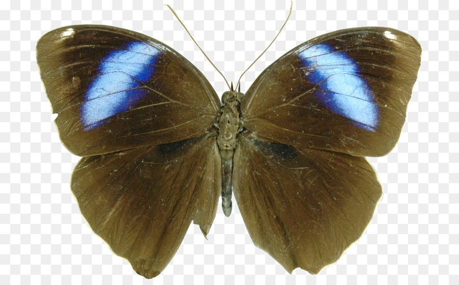 Pinsel footed butterflies Gossamer winged Schmetterlinge Pieridae Schmetterling, Falter - Schmetterling