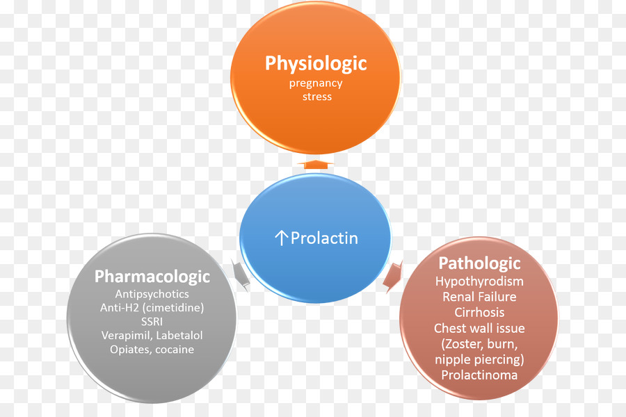 Prolactin Diagram