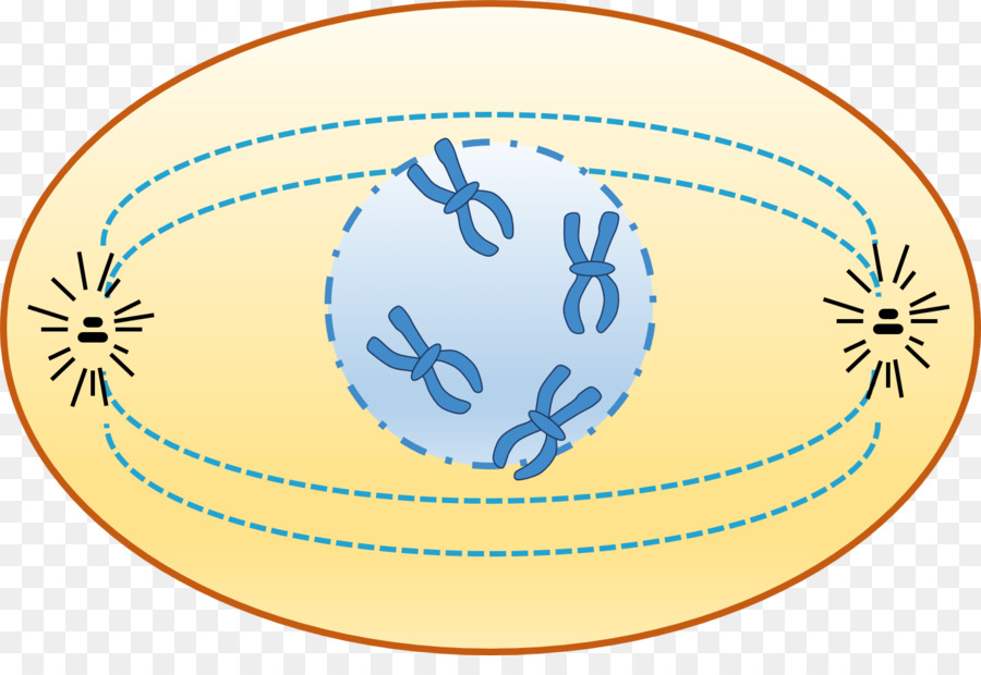 Prophase Interphase Zellzyklus, Chromatin Chromosom - Prophase