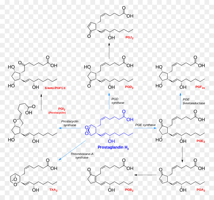 Prostanoid Prostaglandin H2 Chemische Synthese von Prostacyclin - andere