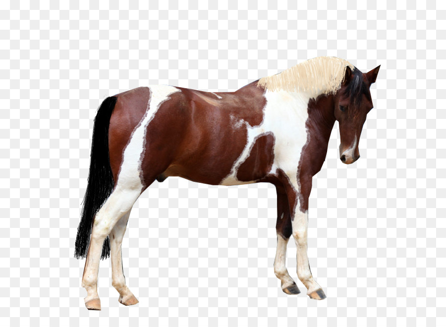 Ngựa Mustang Con Ngựa Kiềm Chế Colt - mustang