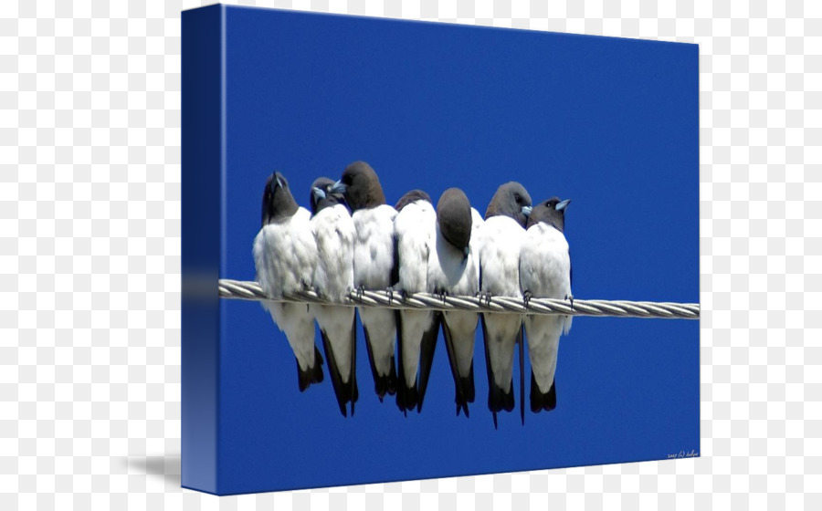 Barn swallow Stock Fotografie Werbung, Mutter - Einheit Tag Urlaub