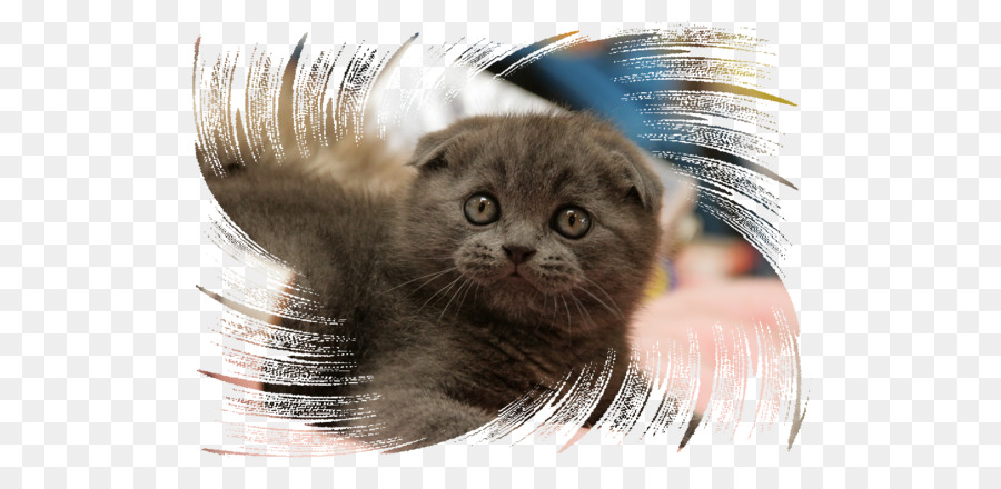 Baffi Scottish Fold Nebelung Gattino Pelliccia - gatto marie