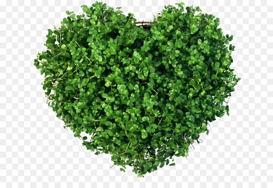 Herz Pflanze Grün Sabze - lieben die Natürliche Umgebung