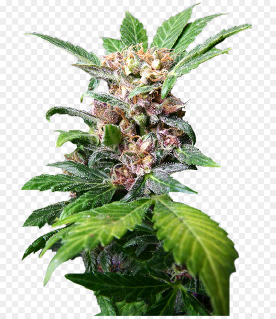 Autofiorenti cannabis, il thc Tetraidrocannabinolo Kush - canapa