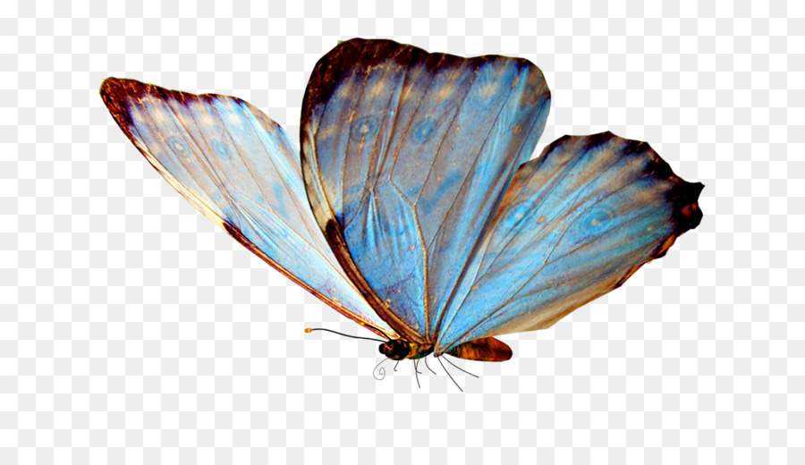 Glasswing bướm Valley, Fethiye Clip nghệ thuật - bướm