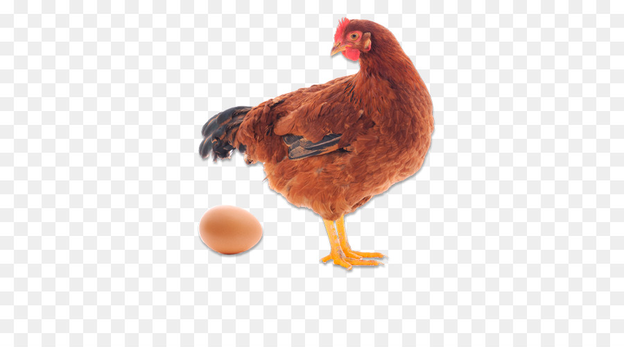 Egg Cartoon