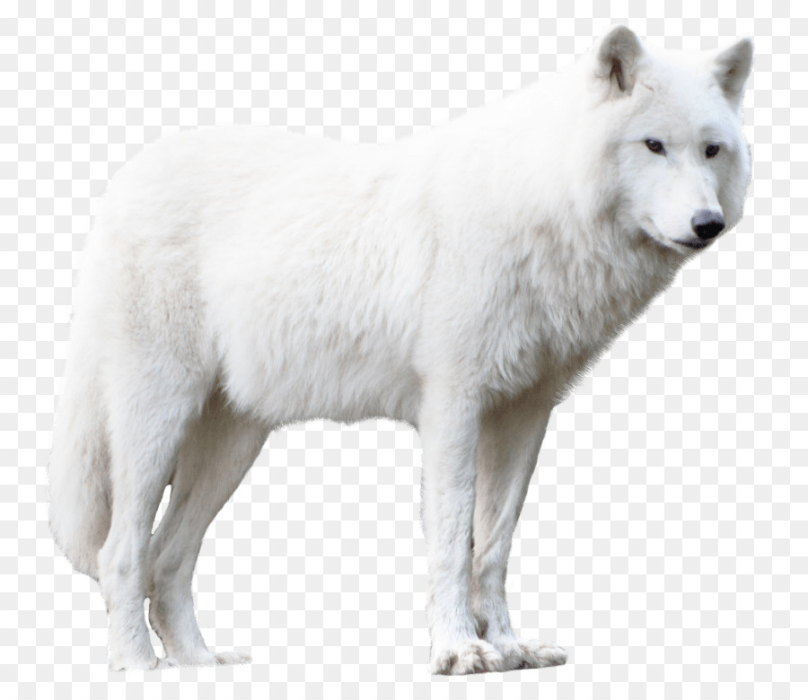 Greenland Chó Alaska lãnh nguyên sói cáo Bắc cực đức chó phốc - cáo bắc cực