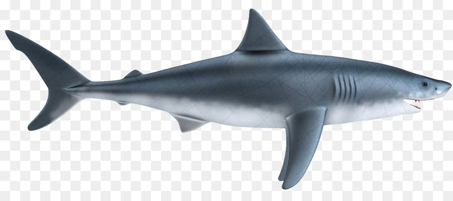 Tiger shark squalo bianco Squaliform squali pesci Cartilaginei Lamniformes - cucciolo di squalo
