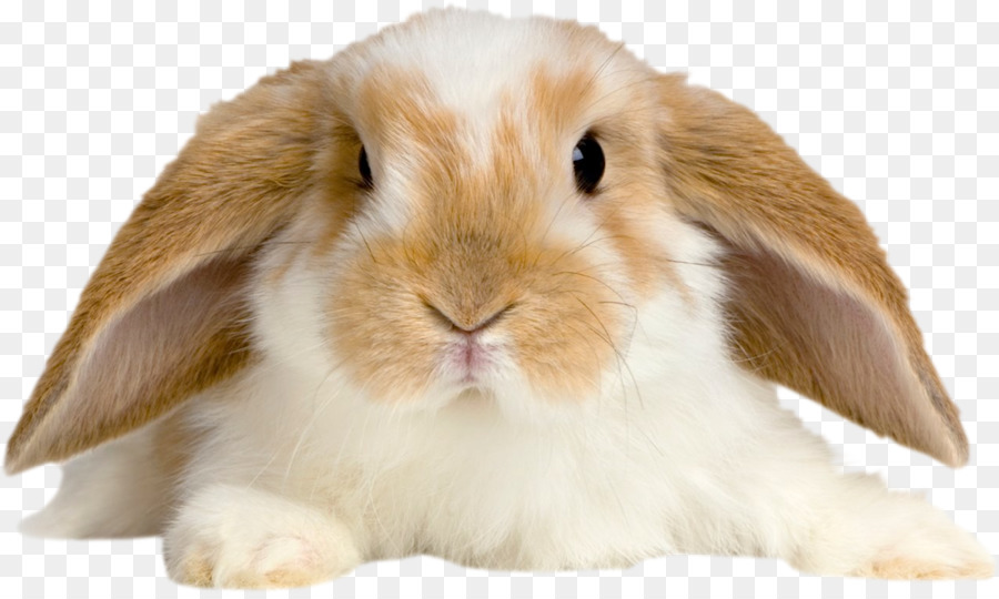 Holland Lop Inländischen Kaninchen amerikanischen Fuzzy Lop Tan Kaninchen Netherland Zwerg Kaninchen - Kaninchen