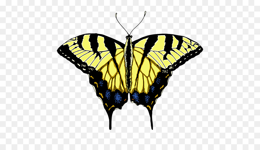 Farfalla monarca Pennello zampe farfalle Pieridae Eastern tiger swallowtail - farfalla