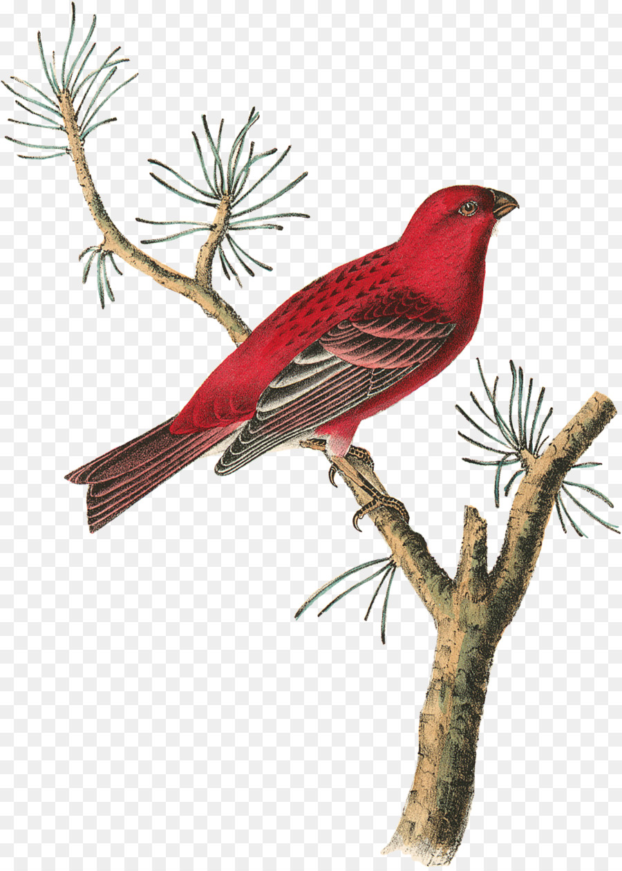 Fringuelli Gli Uccelli dell'America Becco fringuello Cuculi - rosso olio di pino