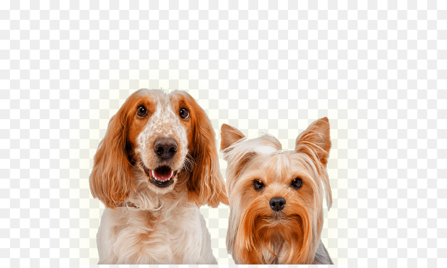 Cocker Spaniel inglese di fotografia di Stock, Cane di razza cane da compagnia - agenzia brochure