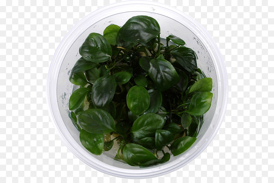 Basilikum Spring grünen Spinatblätter Gemüse - andere