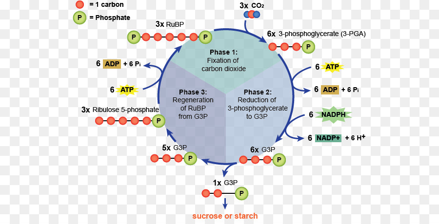 Leicht-unabhängige Reaktionen in Abhängigkeit von Licht-Reaktionen der Photosynthese, Calvin-Zyklus - nicht einfach flow Prozess