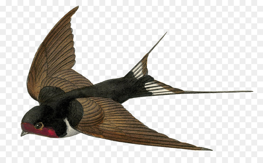 Barn swallow Bird flight Clip art - Vogel