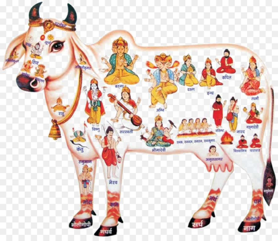 India Sacred Png Download 1000 866 Free Transparent Cattle In Religion And Mythology Png Download Cleanpng Kisspng