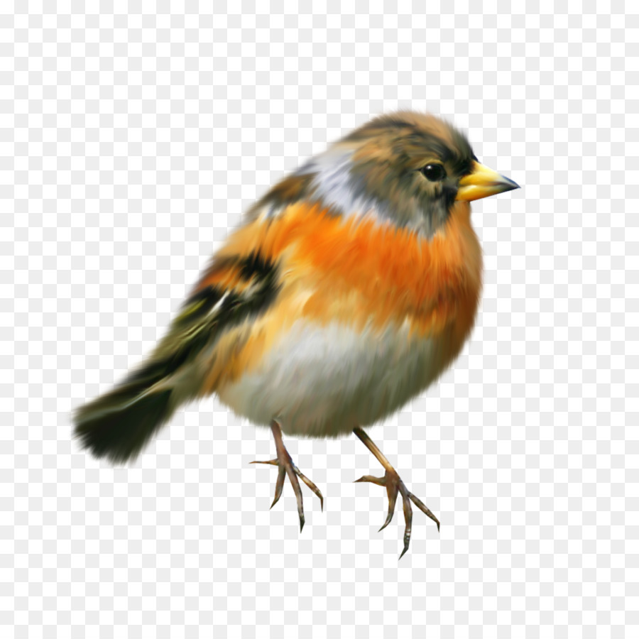 Die Europäische robin House Sparrow Bird American robin - Vogel