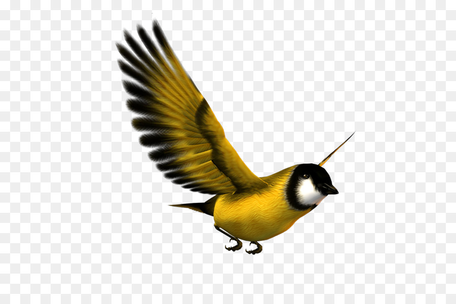 Fringuelli Uccello Eurasiatico Gazza Volo Parrot - uccello