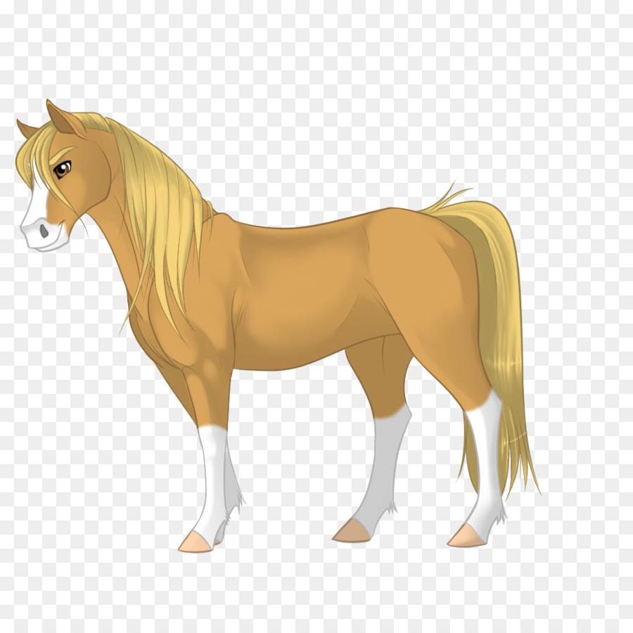 Mähne Morgan horse Mustang Pony Hengst - Mustang