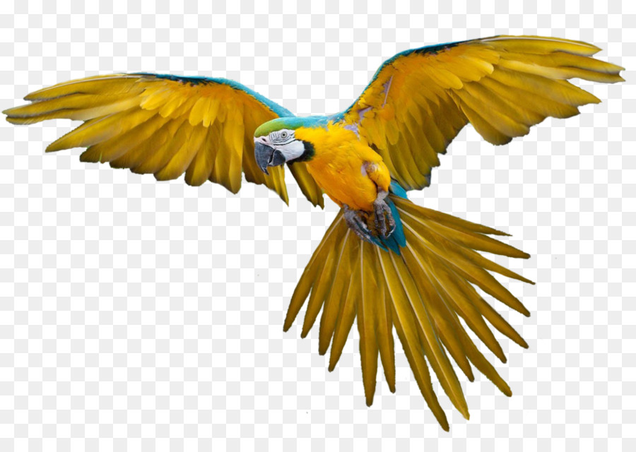 Macaw magic download introduction to psychology notes pdf download