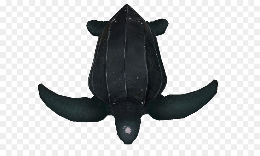 Die Meeressäuger - Schildkröte Abbildung