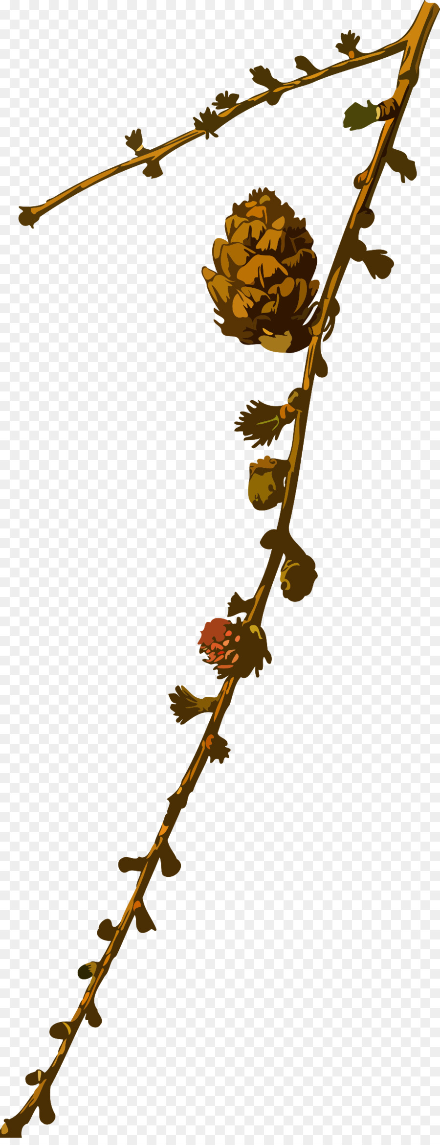 Larix griffithii Albero Pianta Alpini maumedis Conifere - impianto