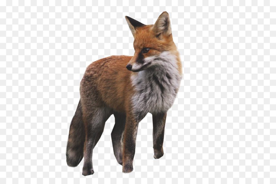 Red fox volpe Artica Kit fox, fox - volpe artica