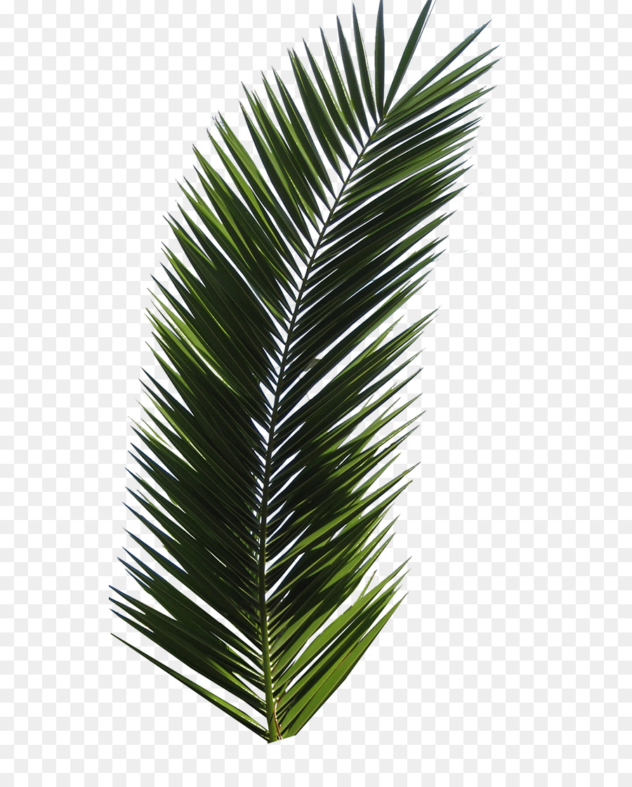 Arecaceae Blatt Baum Wedel - Blatt