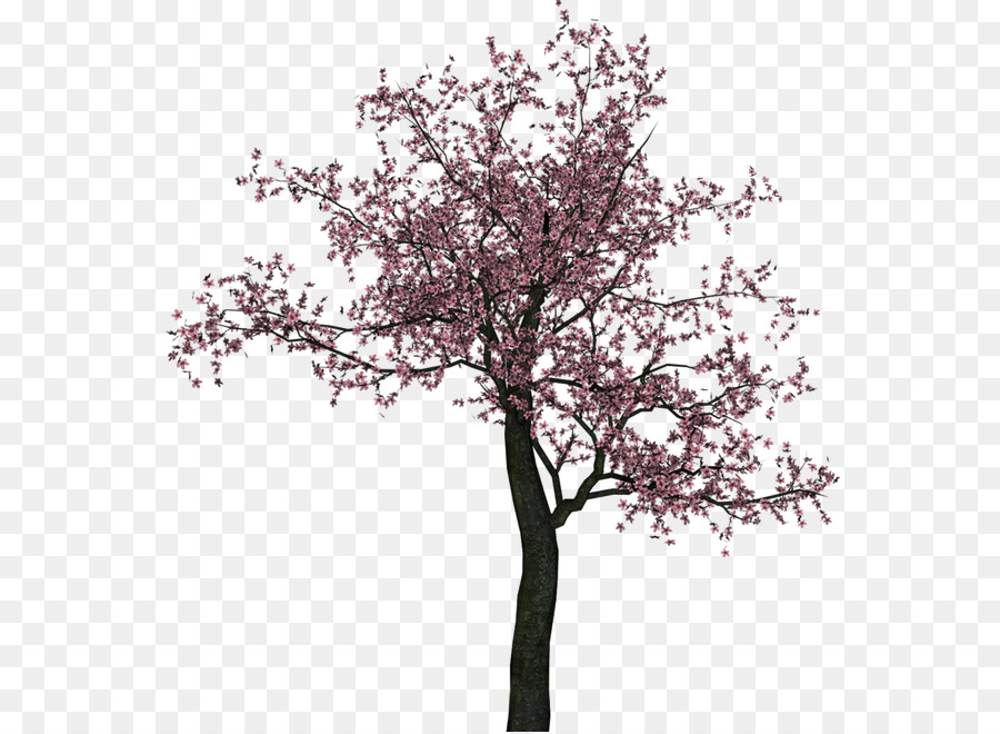 Kirschblüte Baum Blume - Kirschblüte