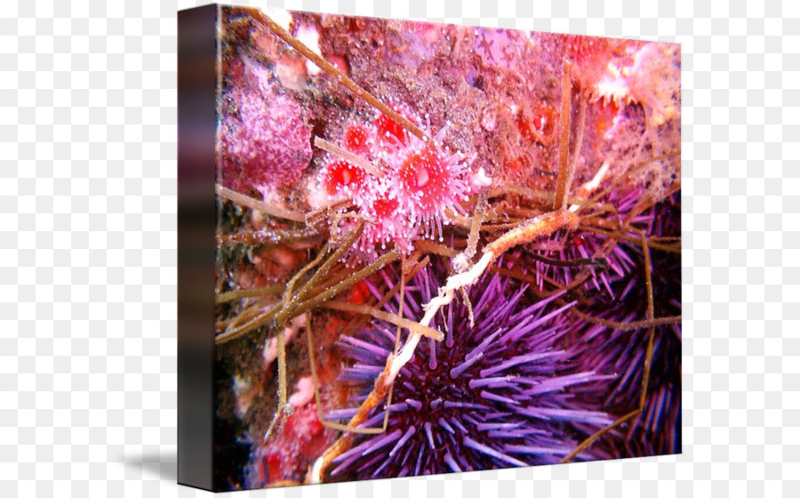 Seeigel Marine Biologie Lila - lila