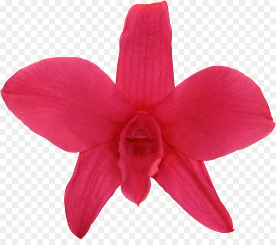 Moth Orchideen Dendrobium-Blumen-Boutonnière - Blume
